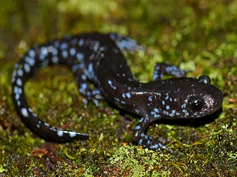 BLUE-SPOTTED SALAMANDER by Ella Shively