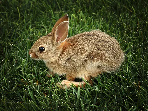 cottontail rabbit on grass in a residential area of southern Denver, Colorado - RABBITDREAM by Michelle Stoll