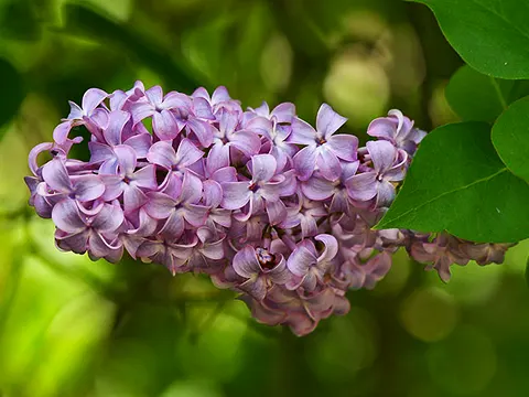 Lilacs by Lesley Sieger-Walls