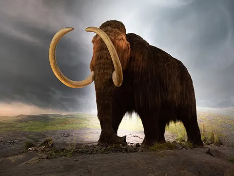 metaphor of male mammoths, like men, who break hearts and get in trouble (serious poem) - MALE MAMMOTHS DIED IN SILLY WAYS MORE OFTEN THAN FEMALES, STUDY FINDS<br>by Susan Blackwell Ramsey