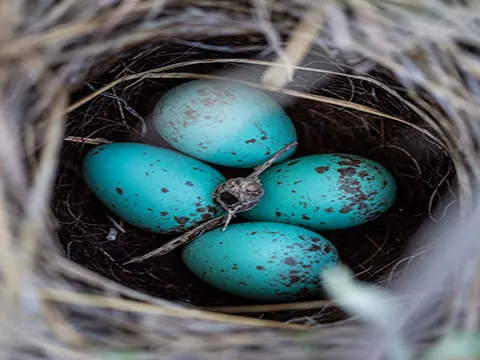 nest with blue eggs - WHAT A NEST IS by Alison Hurwitz
