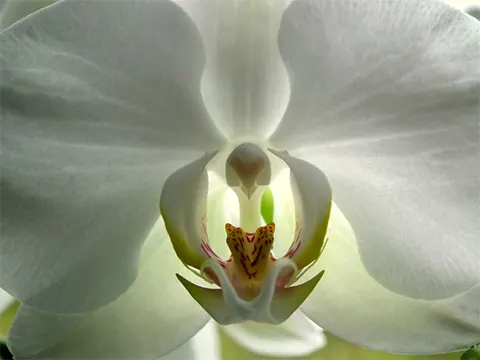 Close up of white orchid flower - THE CLITORIS SPEAKS by Sarah Browning