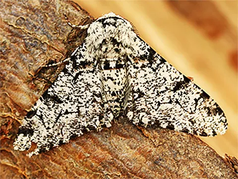 Peppered moth - biston betularia - THE PEPPERED MOTHS by Jeanne Wagner