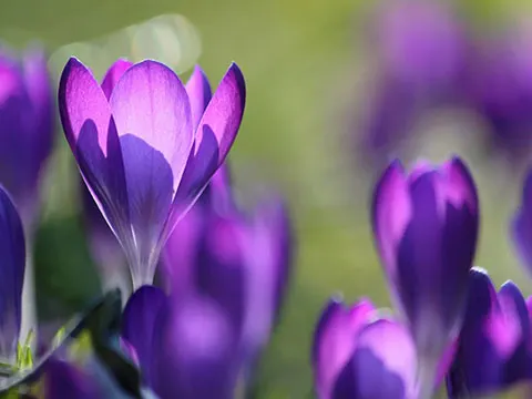 Purple Flower Buds in Field - SOONER THE GREEN by Mercedes Lawry