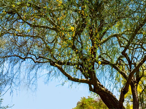 A tree in Palo Verde in bloom