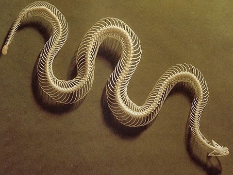 Skeleton of a snake