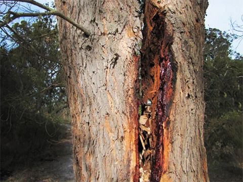 Cracked tree trunk
