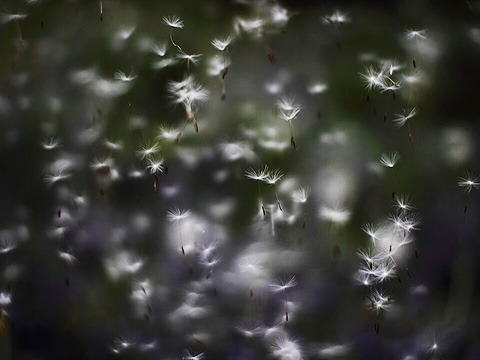 A cloud of dandelion seeds