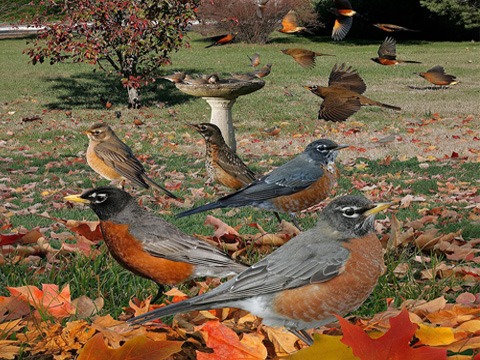 Seven American robins