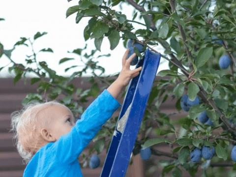 A young boy on a ladder reaching for plums on a tree