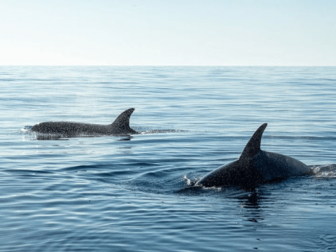 Two orcas in the ocean