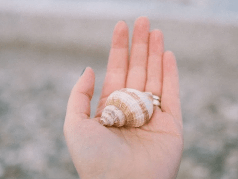 Shell